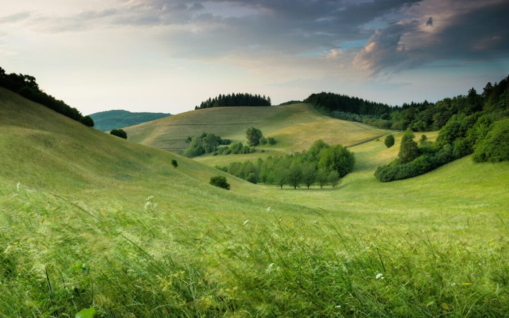 Grass filled rolling hillside with forest on a hill top in view